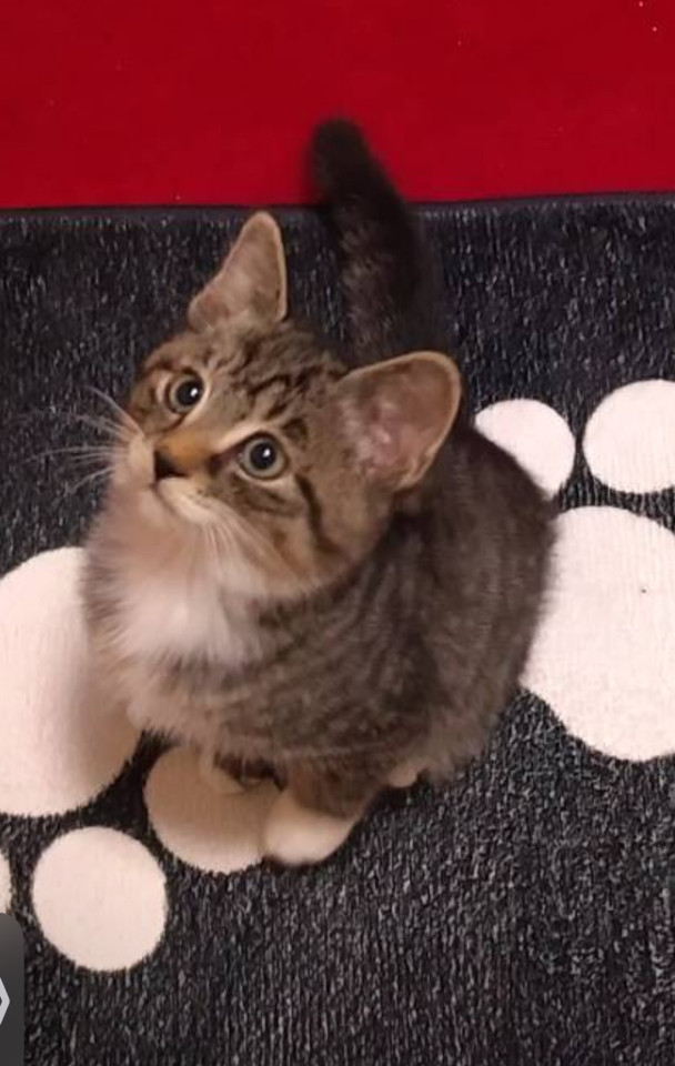 イケメンで活発な子猫くん