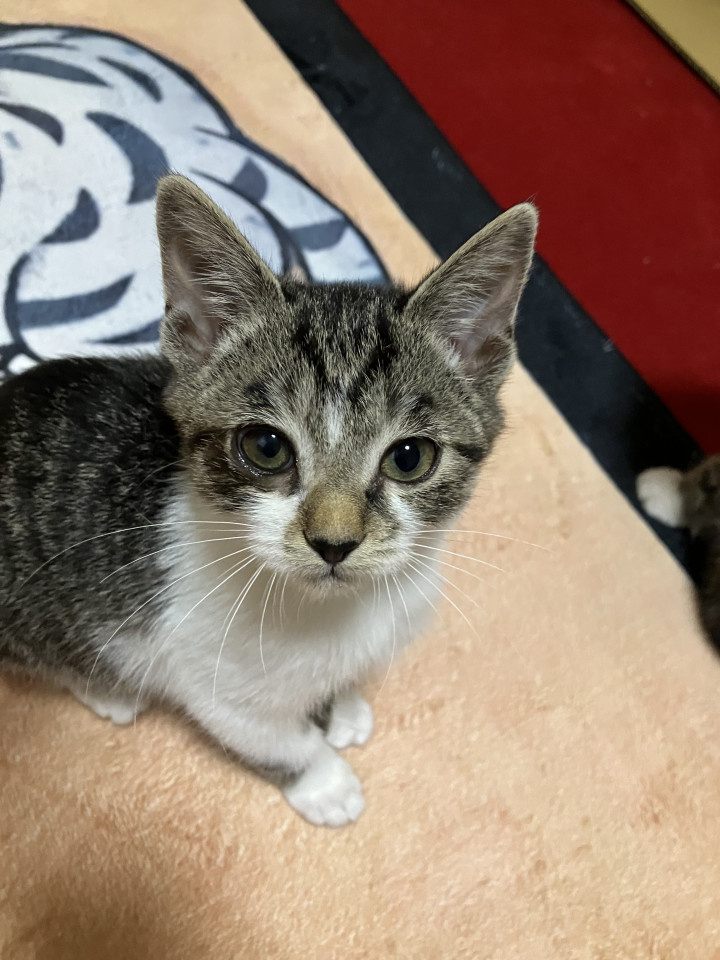 甘えん坊なキジ白ちゃん