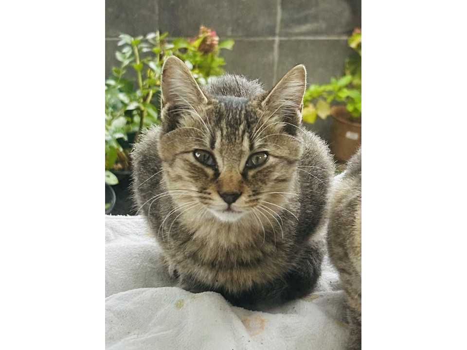 きりり!キジトラ オス3ヶ月