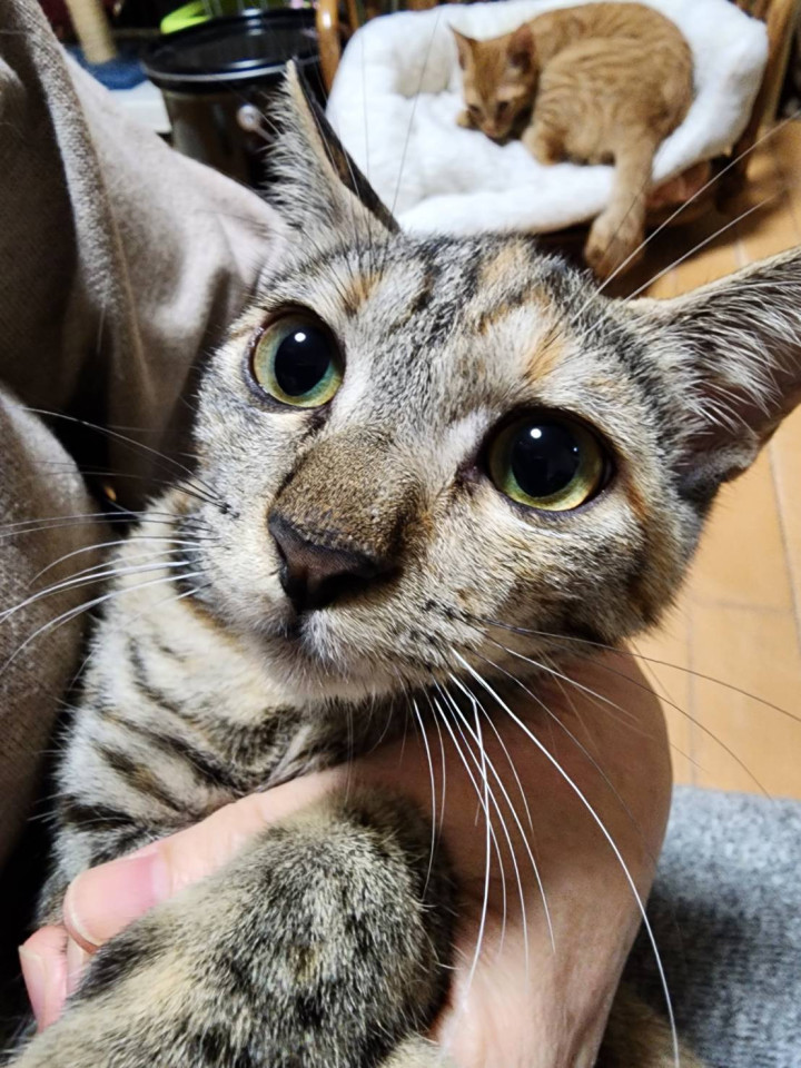 くったくない子猫小麦ちゃん