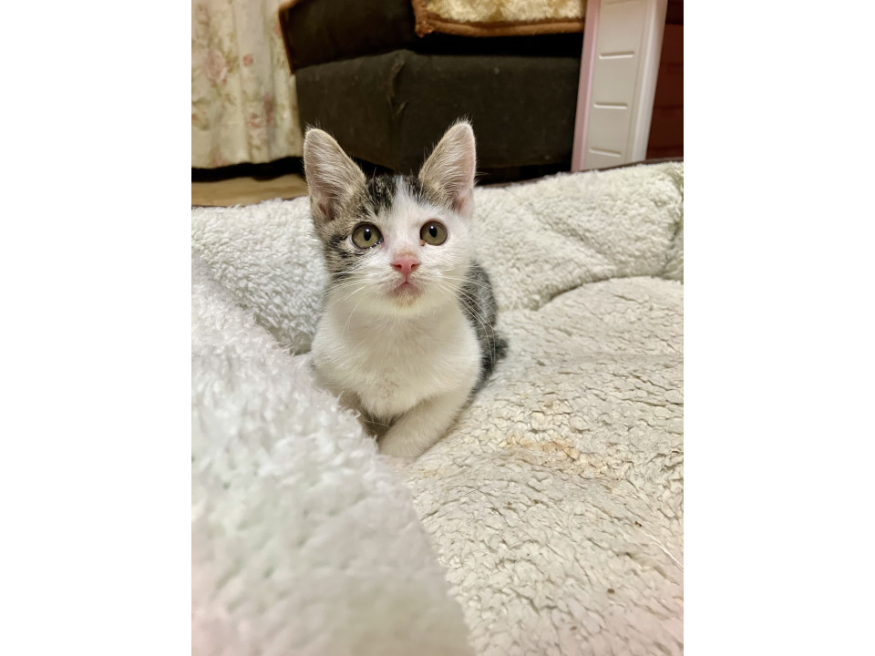 可愛らしい雉白アコヤくん