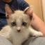 レモンくん