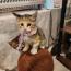 トリッシュちゃん