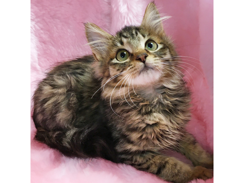 おっとり甘えん坊♪モフモフ長毛『はんぺん