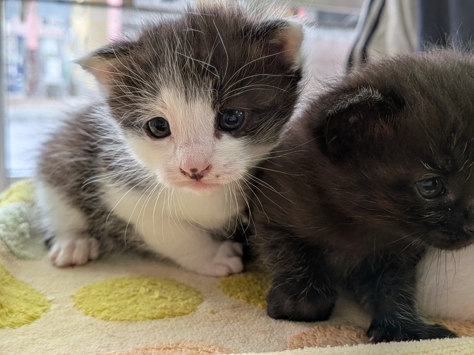 ラリックの猫 猫のクリスタル 里親募集 謹璽 ラリックの猫 猫のクリスタル 里親募集 謹璽 ラリックの猫 猫の