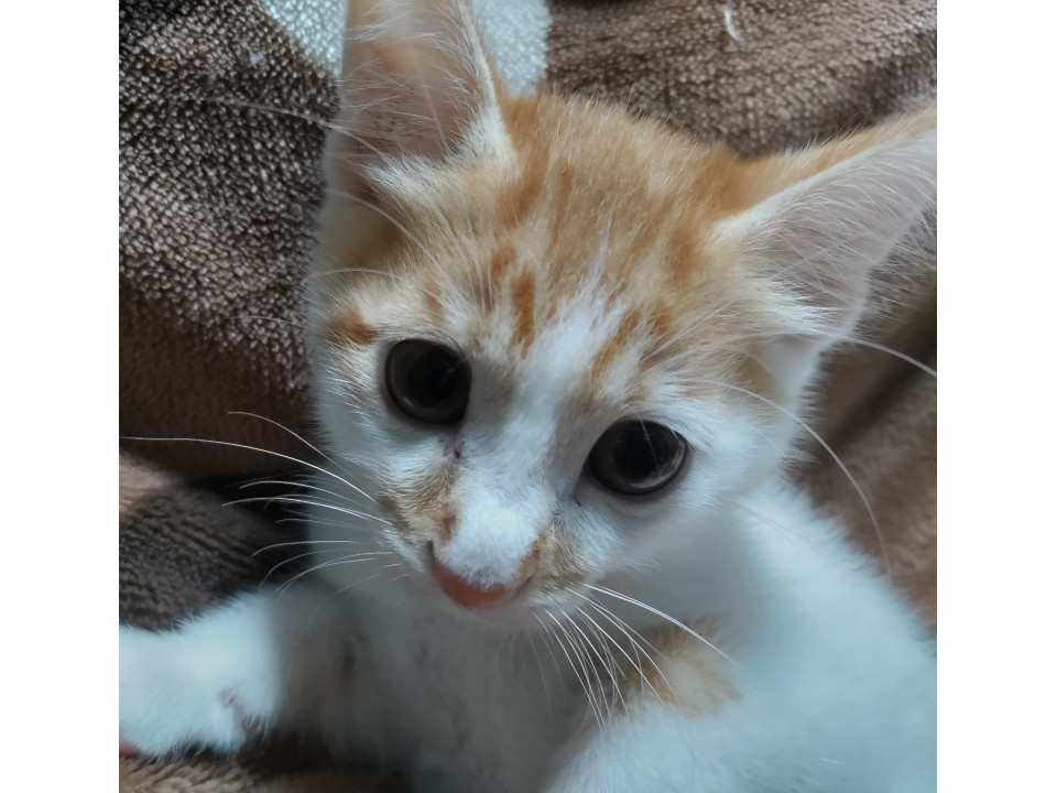 人懐っこい男の子