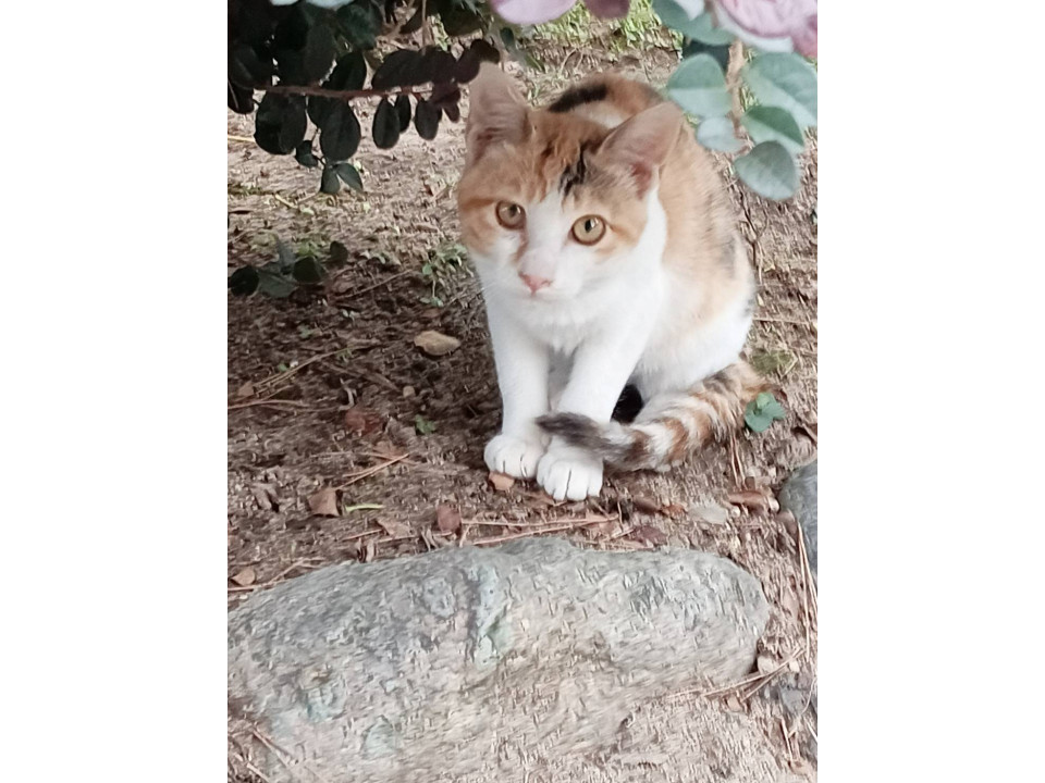 かわいい三毛猫ちゃん