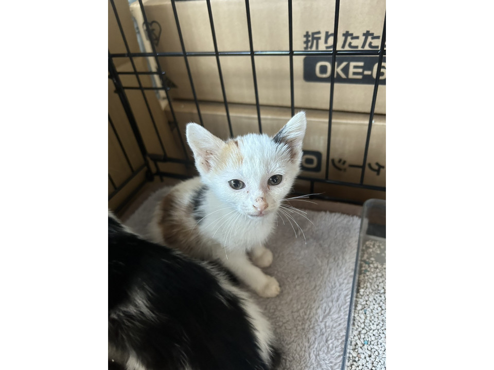 11/9地域猫活動団体ウイング譲渡会