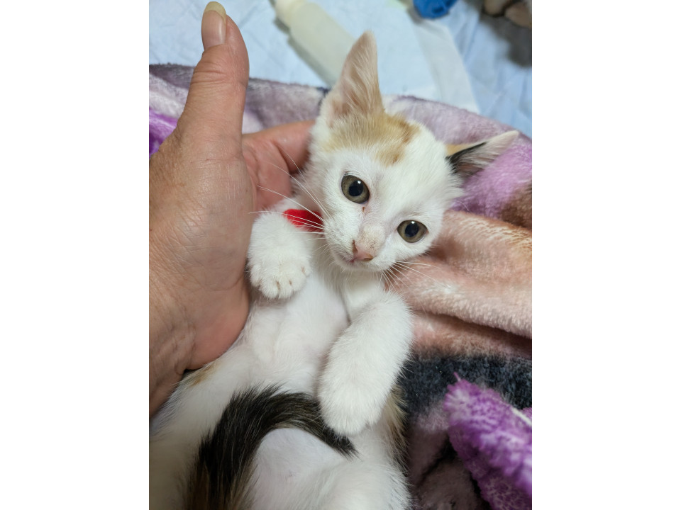 12/14地域猫活動団体ウイング譲渡会