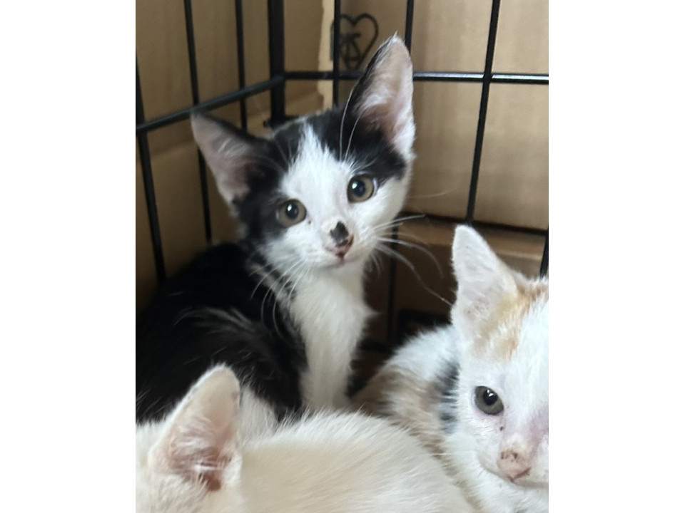 1/18地域猫活動団体ウイング譲渡会