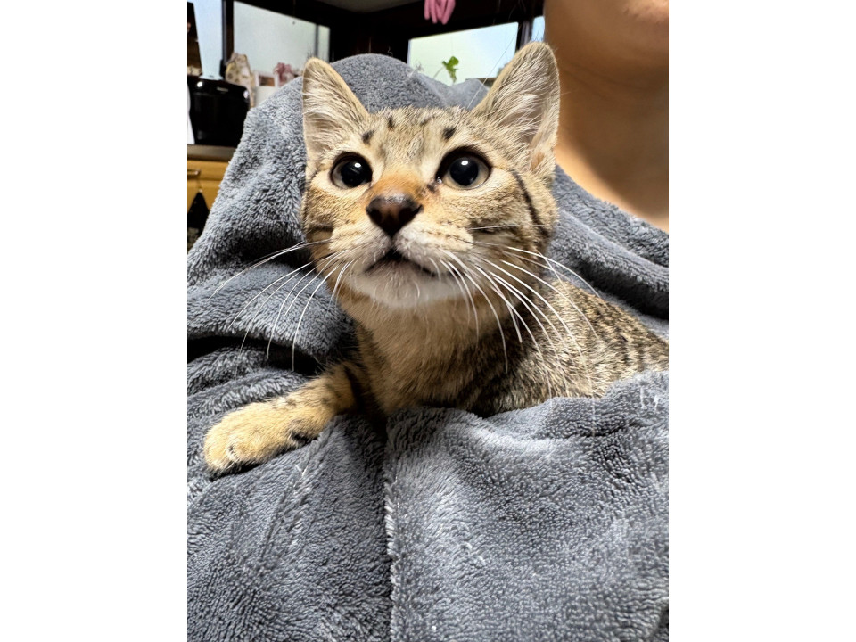 かわいい「かい」くん