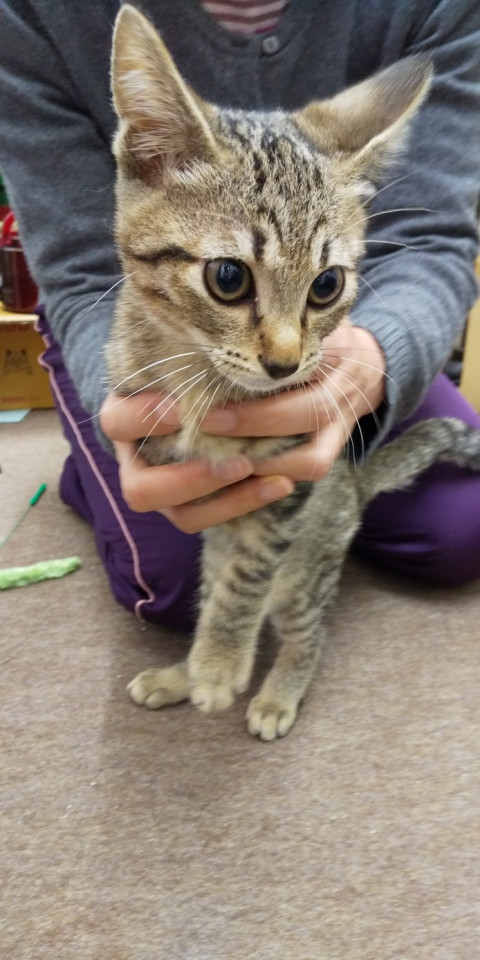 かわいい「かい」くん