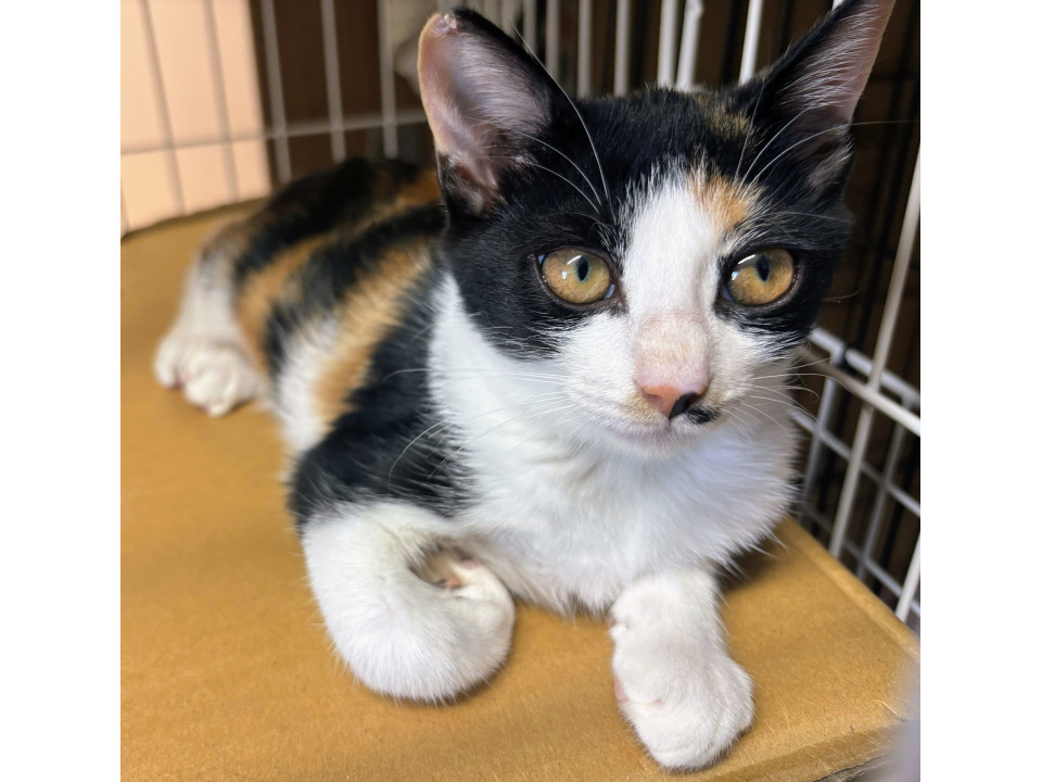 かわいいミケ 避妊手術済