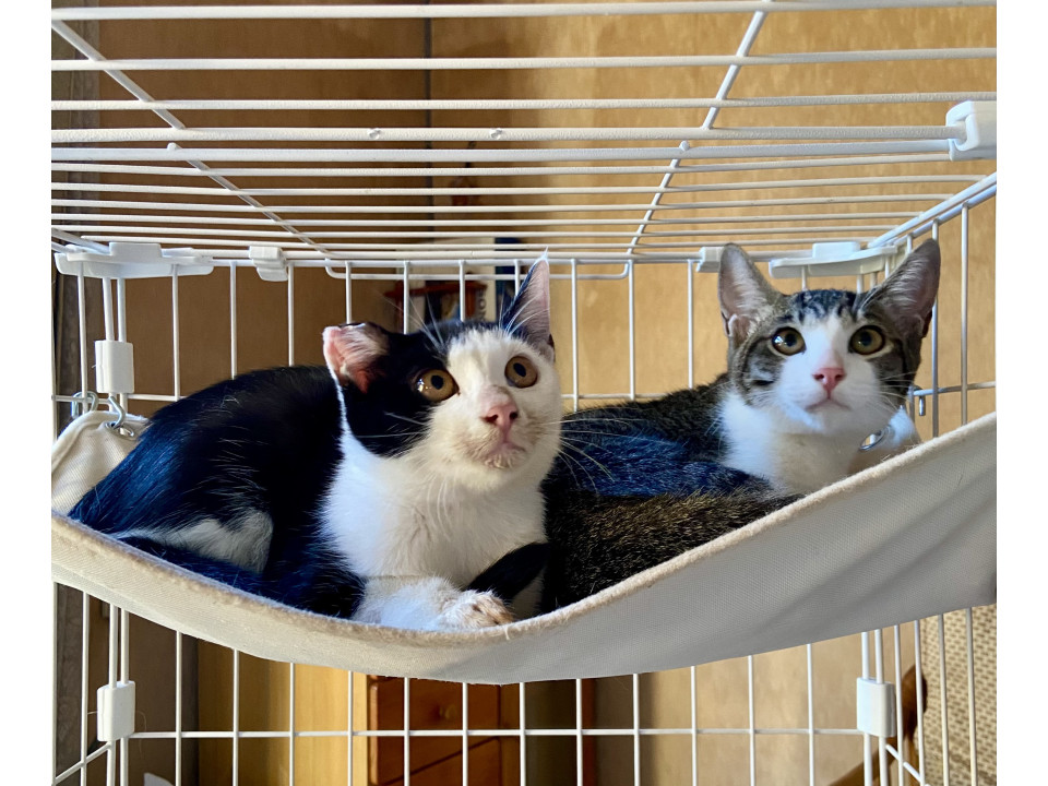 ママが恋しい姉妹一緒に