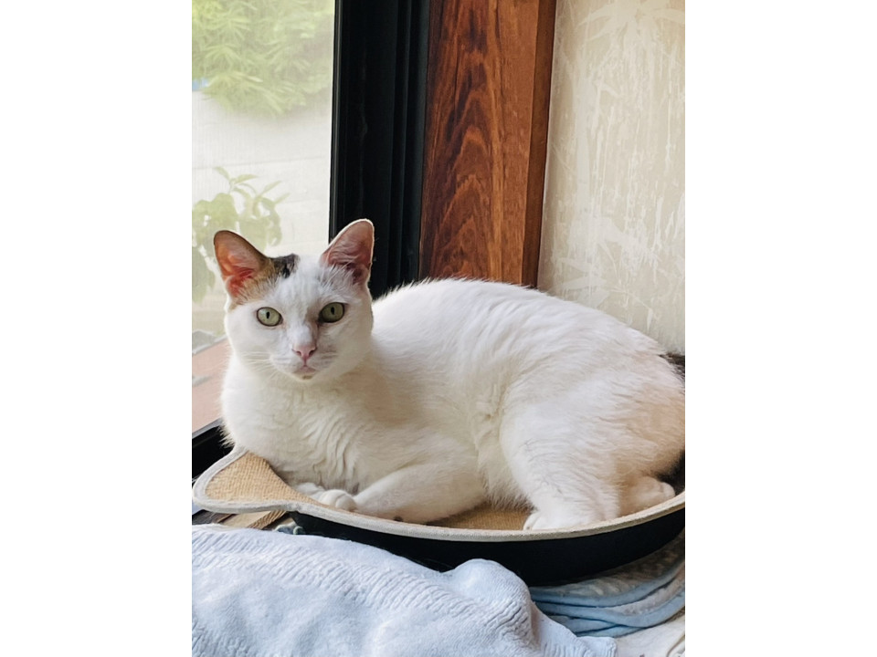 11/9譲渡会参加 白キジの男の子