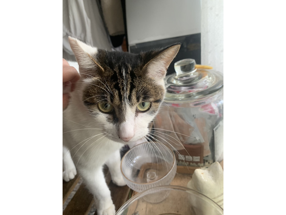 11/9譲渡会参加 白キジの男の子 まめ