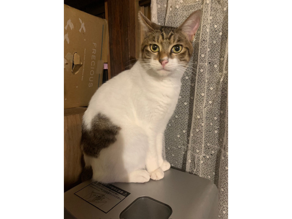 11/9譲渡会参加 白キジの男の子 ムギ