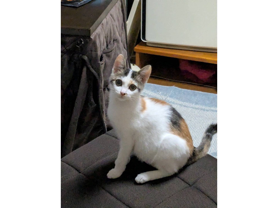 三毛猫キラキラお目目のエルちゃん♡