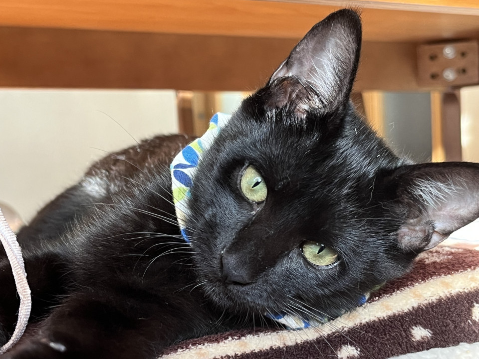 ハンサム顔の黒猫