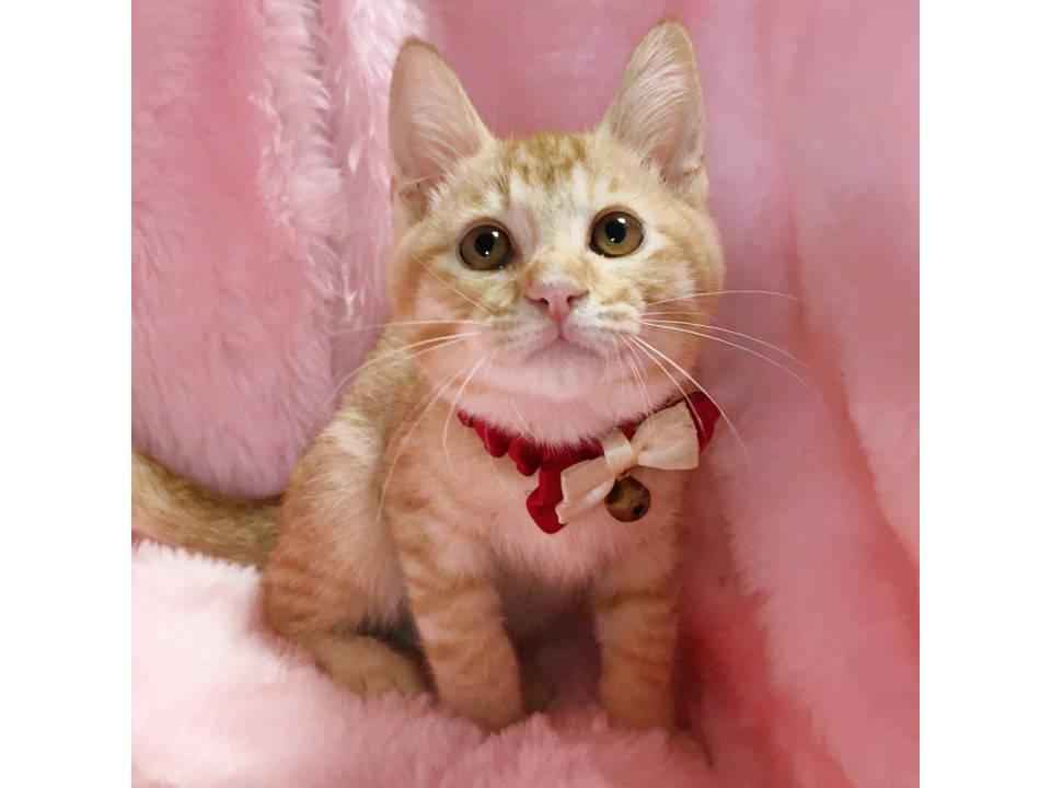 人なつっこい甘えん坊の茶トラ『つくね君』