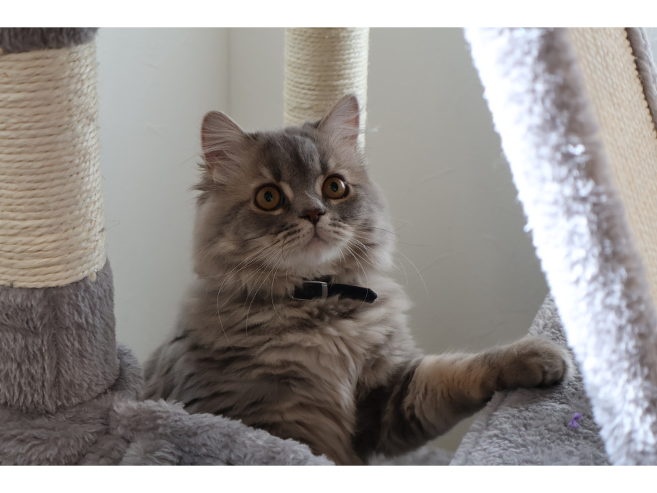 血統書付きスコティッシュストレートです