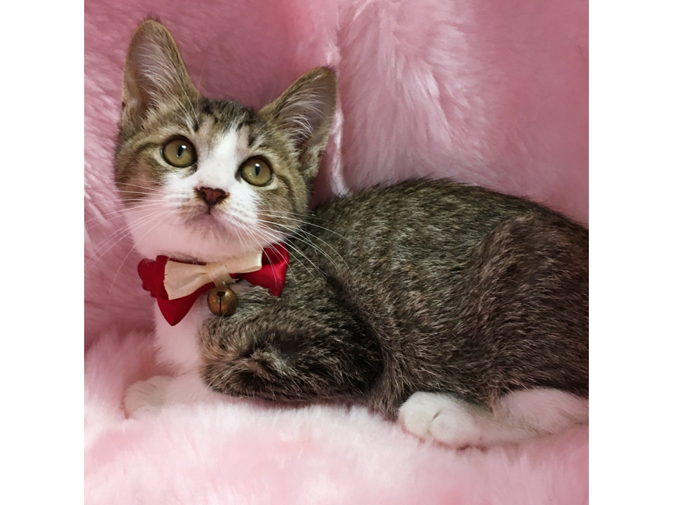 目が合うだけでゴロゴロ『しめじ君』