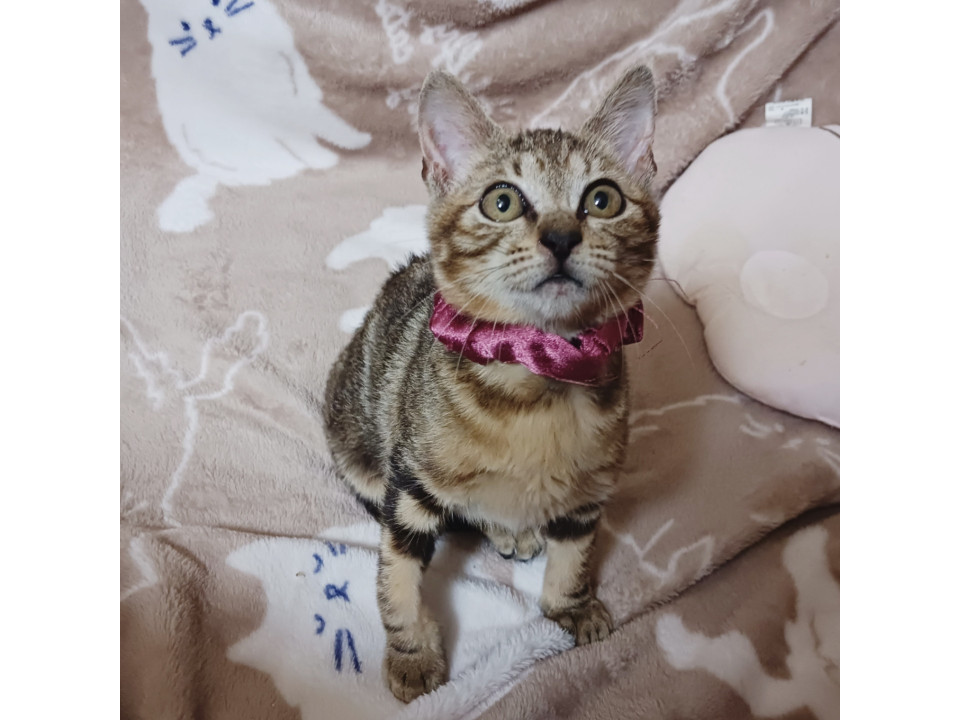 アメショ風ブラウン子猫★人慣れバツグン!