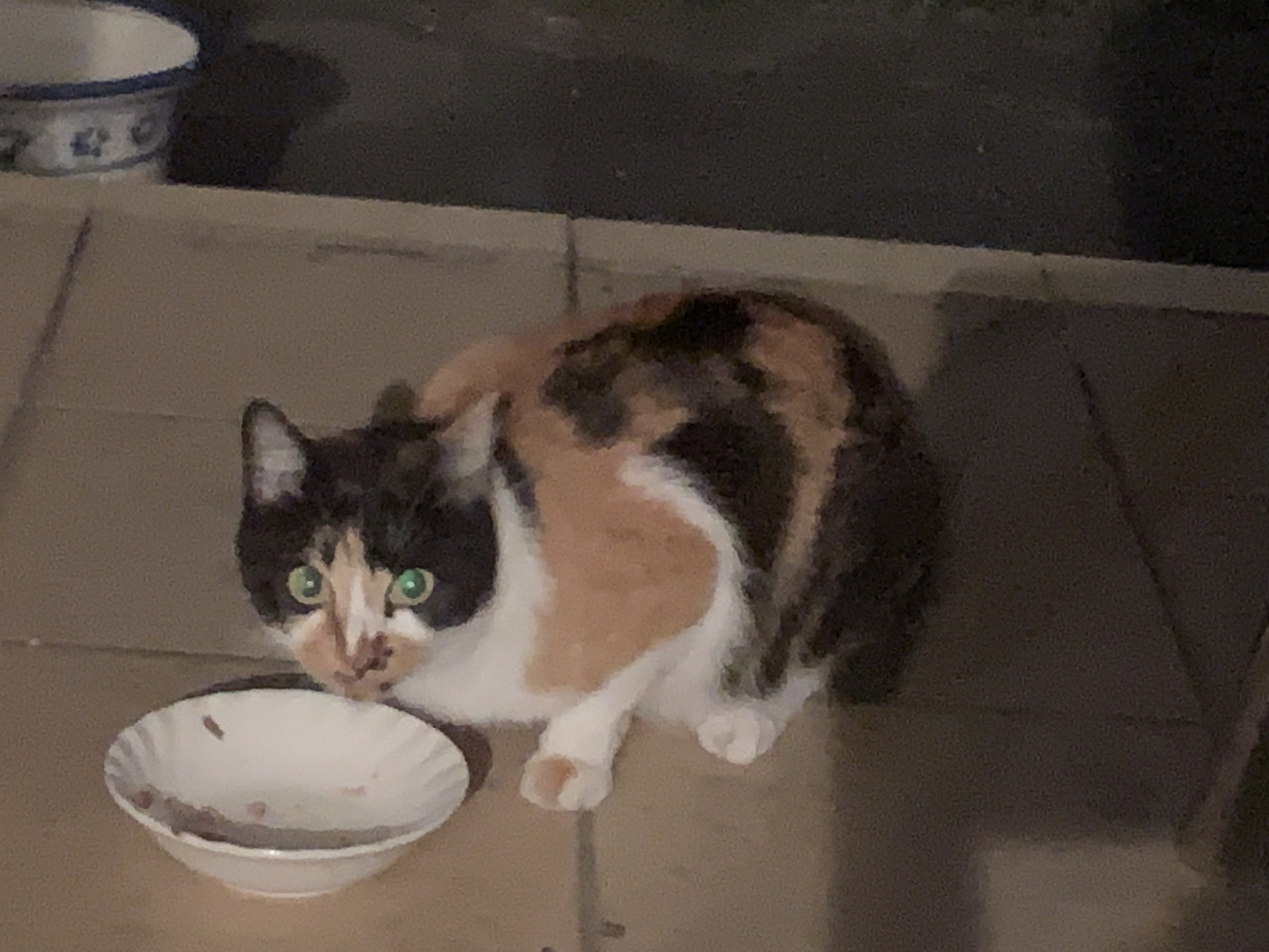 お庭にくる三毛猫さん