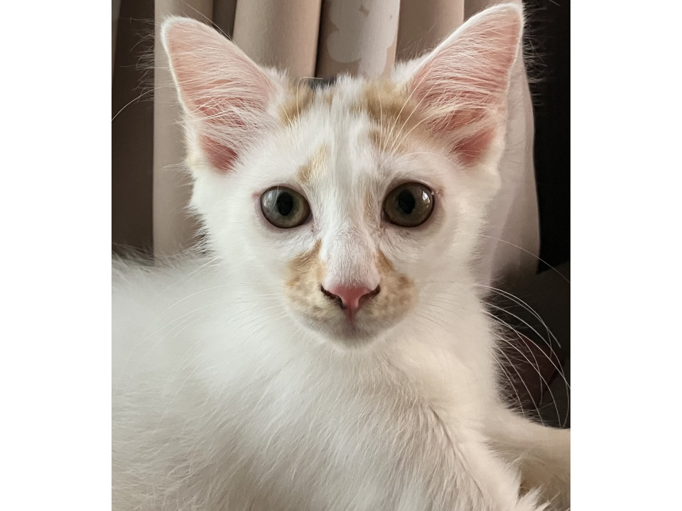 ふわふわ三毛美猫！避妊手術・ワクチン接種