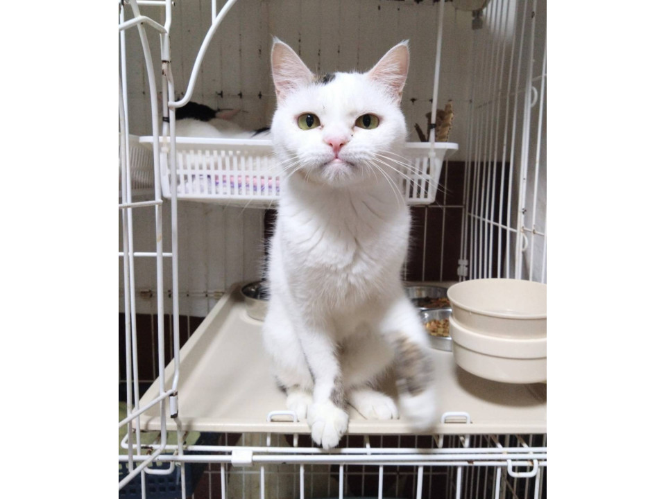 リエット☆1-2歳くらい