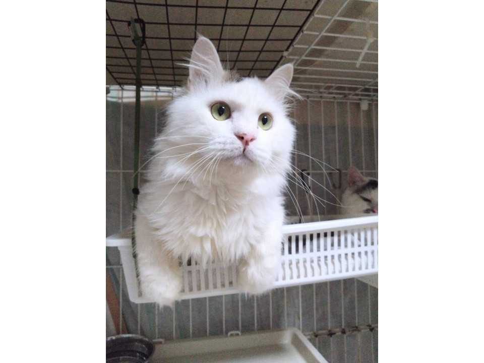 サワードゥ☆2歳くらい