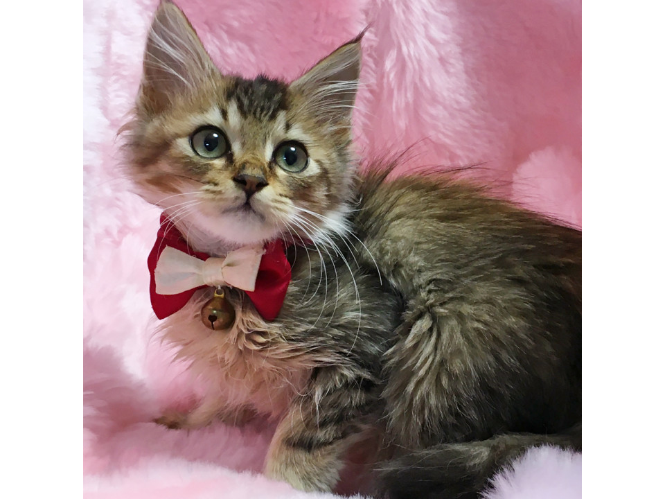 おっとり甘えん坊♪モフモフ長毛『がんも』