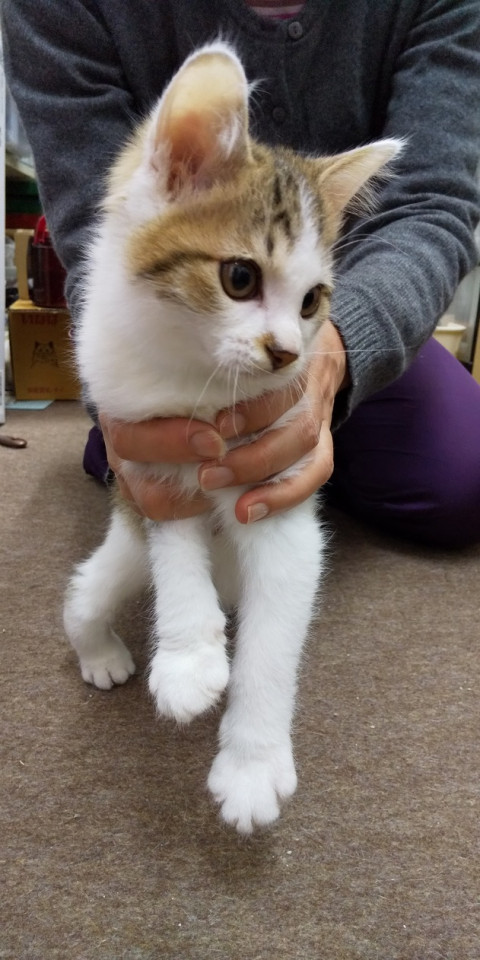 白多め ふんわりキジ白くん