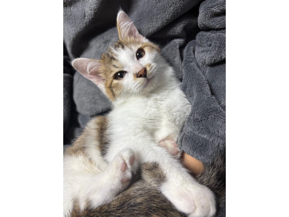 白多め　ふんわりキジ白くん