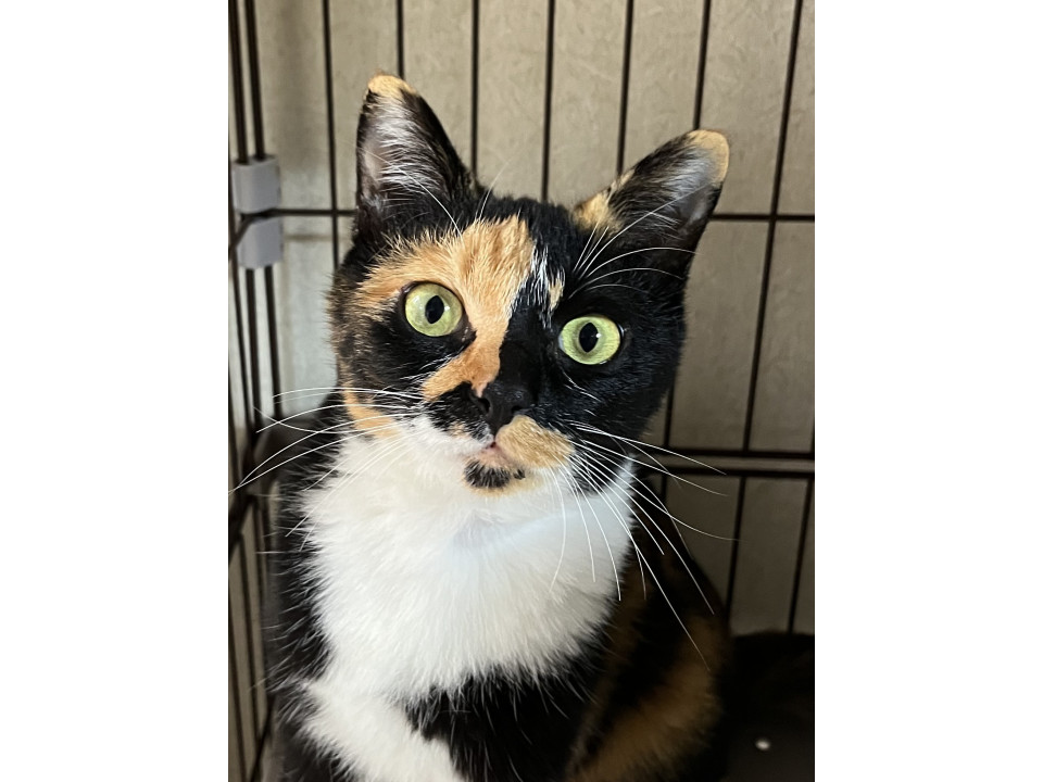 フレンドリーな三毛猫ちゃん避妊済み