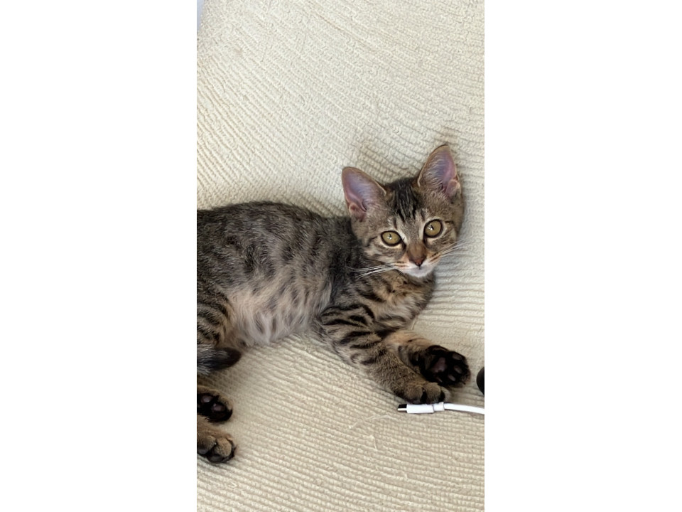 甘えん坊ヒロコ