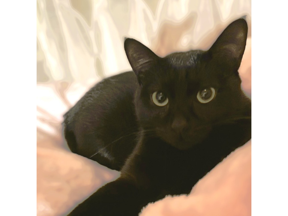 ◆12/27◆ゴロゴロ懐こく遊び大好き❤