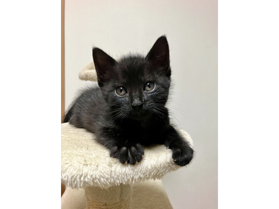 可愛らしい黒猫　ウミくん