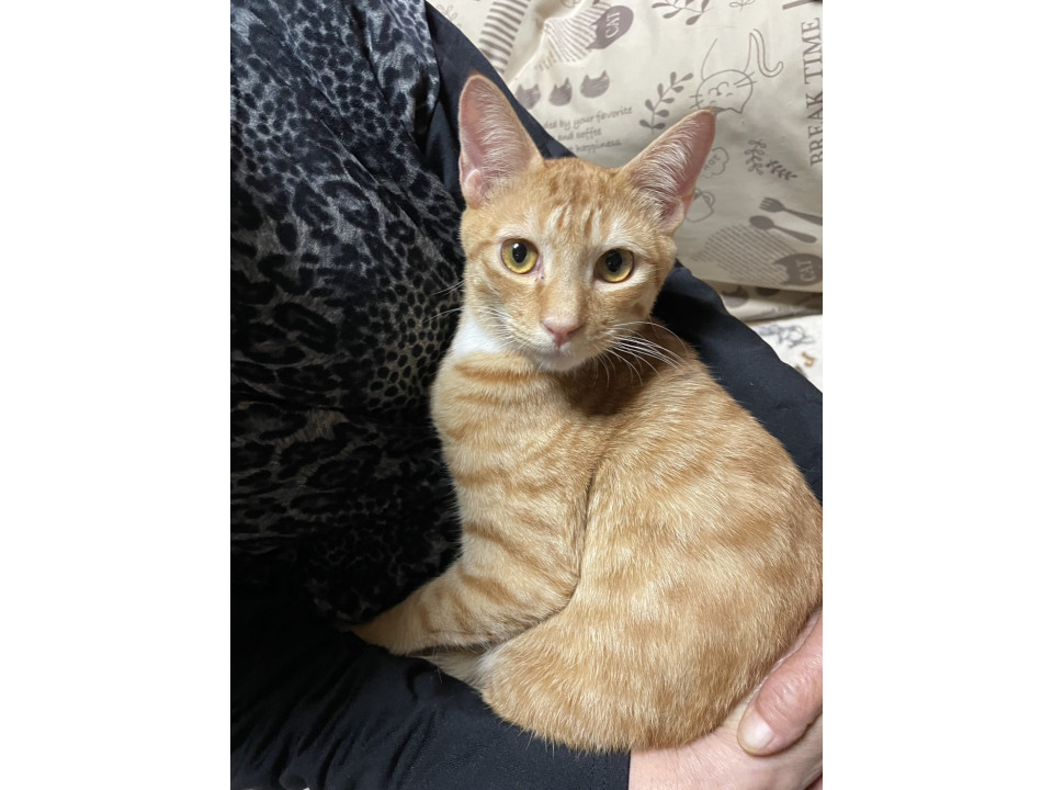 大吉くん／抱っこできます！