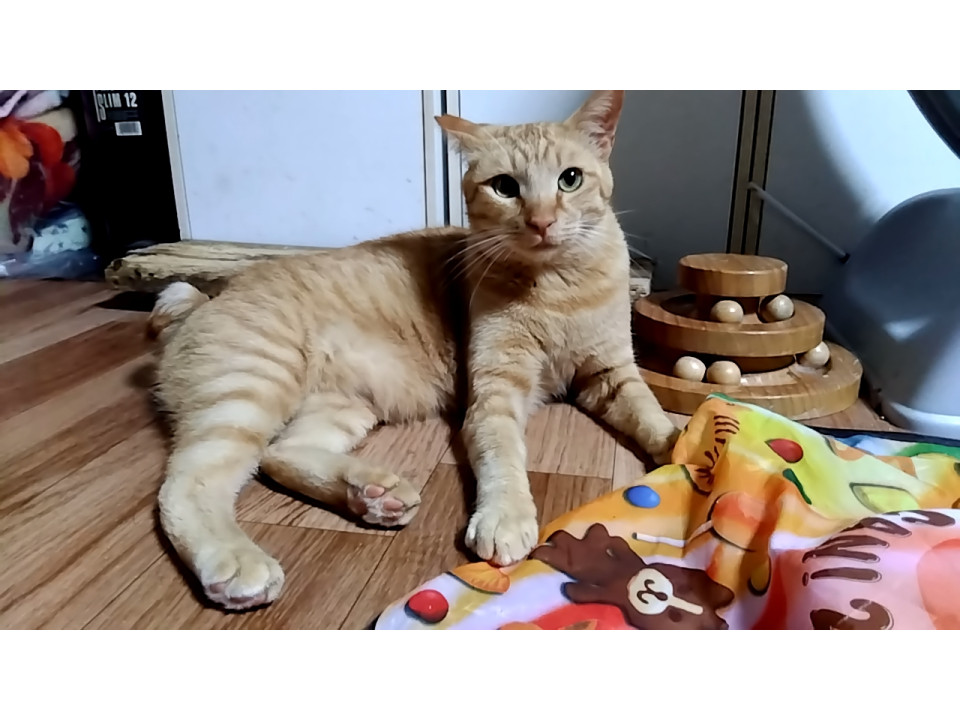 優しい茶トラ男の子