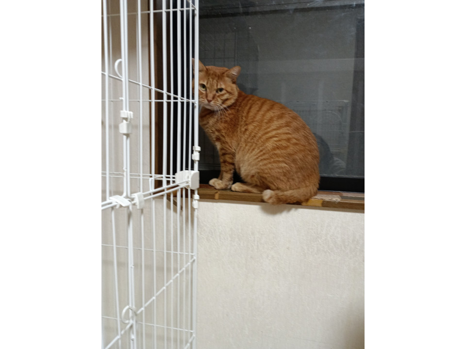 甘えん坊❤茶トラ❤オス猫ちゃん