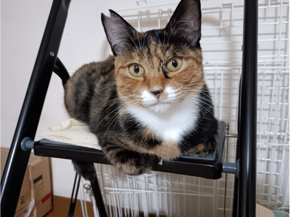 人懐こい❤甘えん坊❤サビ猫ちゃん