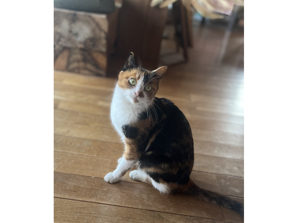 三毛猫　推定５ヶ月