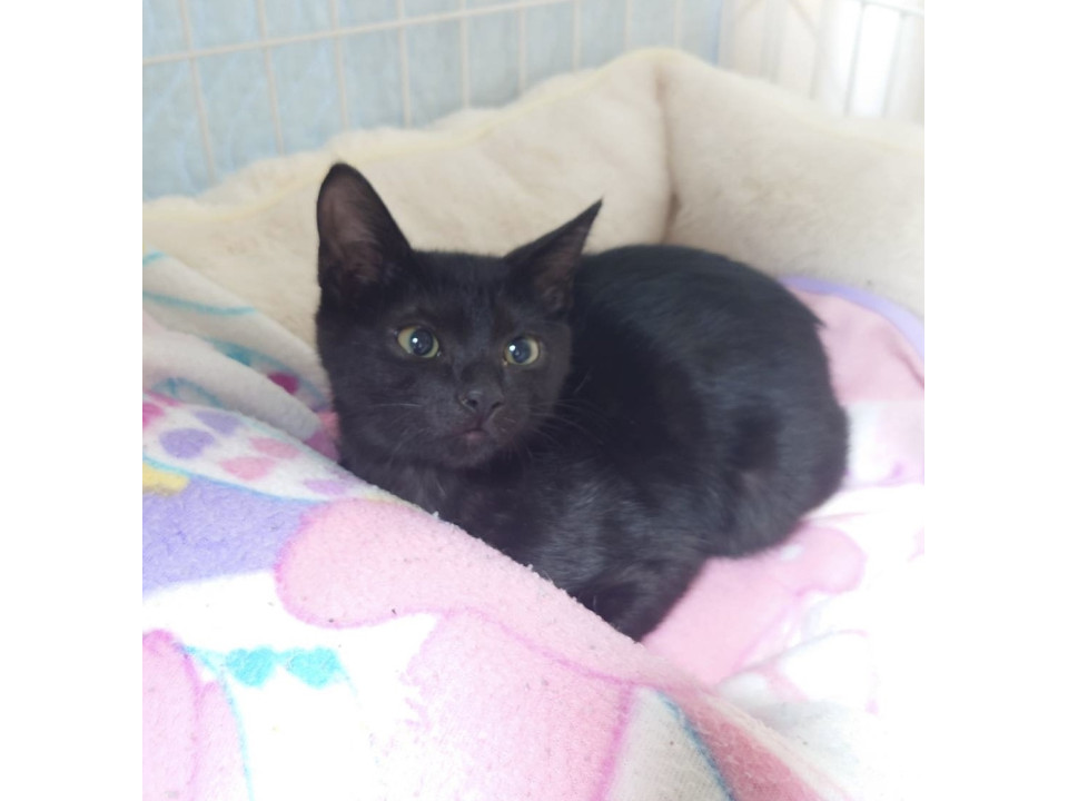 大人しい人も猫も犬も好きなベン君