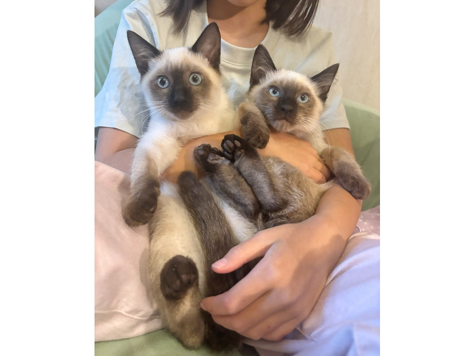 2匹兄弟ぐりチャームポイントはボブテール