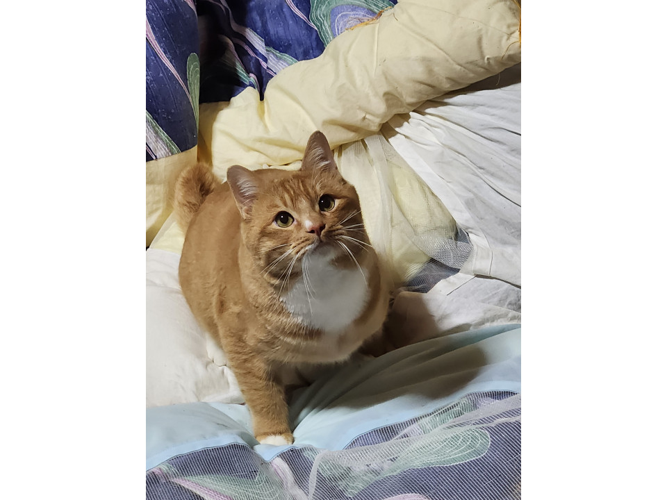 急募！クリーム系の茶白男の子