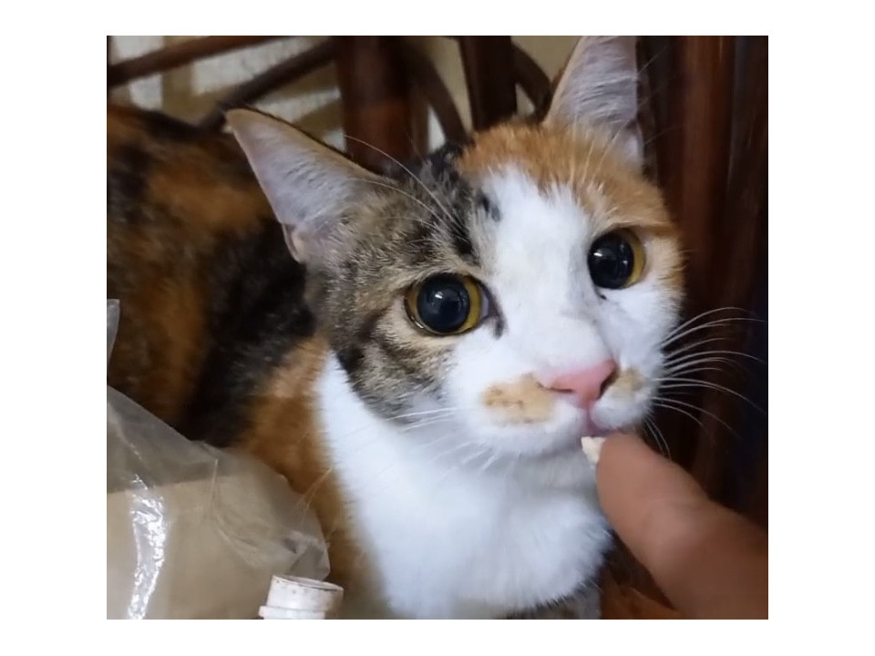 動画ありツンデレ三毛猫アテナ避妊済