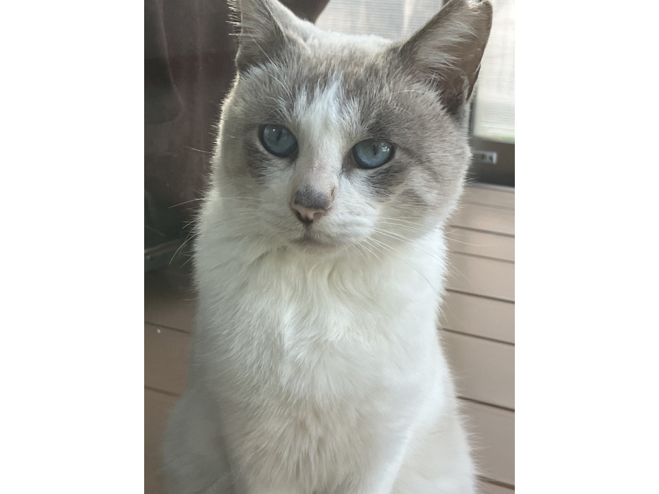 青い瞳のシャム系の男の子