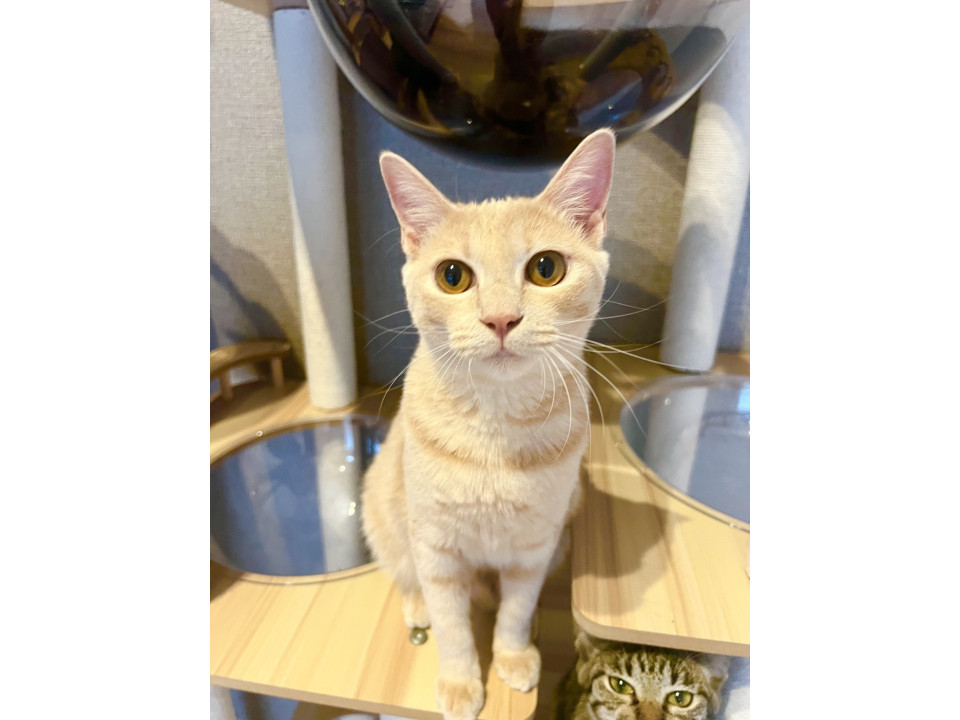 クリーム色の甘えん坊男子