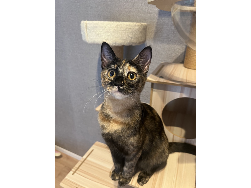 サビ柄の慎重派女子